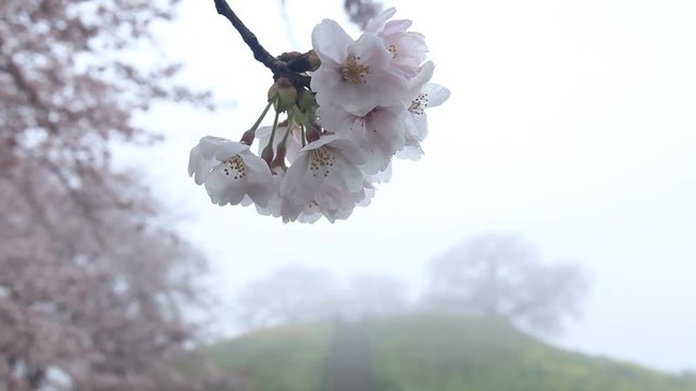 Yoshino cherry blossom and Maru Tomb hill in morning mist, Japan