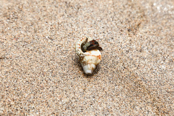 Sea Hermit Crab in Spain