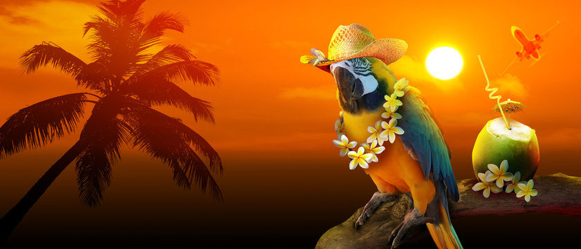 Papagei im Urlaub am Strand