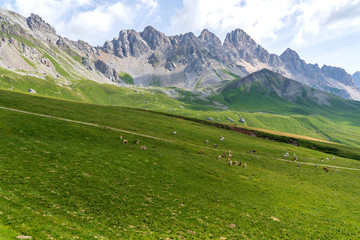Fototapeta premium San Pellegrino Pass, Moena , Trentino Alto Adige, Alps, Dolomites, Italy: Landscape at the San Pellegrino Pass (1918 m).It's a high mountain pass in the Italian Dolomites. Summer landscape in the Alps