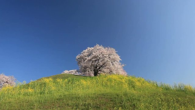 Yoshino cherry blossom on Maru Tomb hill