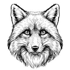  Fox. Graphic, sketch, black and white, hand-drawn portrait of a  Fox's head on a white background.