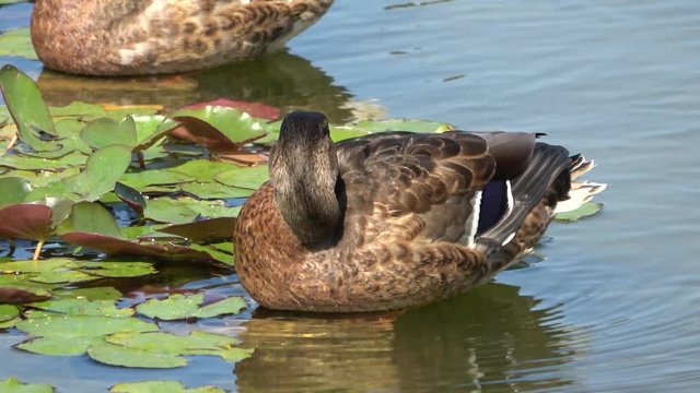 Close-up showing a male and female Mallard ducks (Anas Platyrhynchos) also called Anade Real or Azulon. Rest on the lake surface placidly, but he look at us with an attentive look