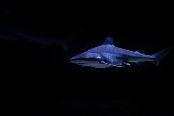 Nice big white shark in the dark nature danger fish aquarium hobby attack