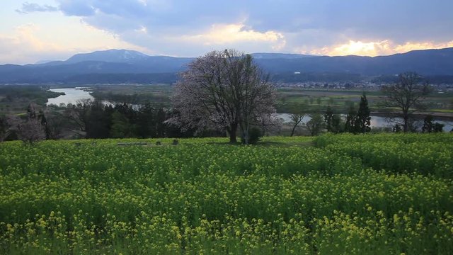 Blooming rapeseed field and cherry blossoms by Chikuma river