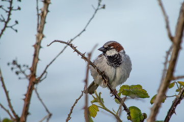 House sparrow among the brambles