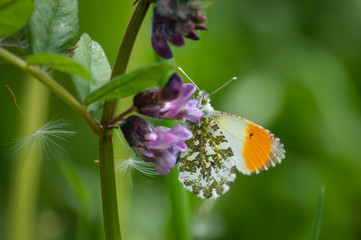 Orange-tip butterfly male feeding from vetch