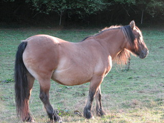 Fototapeta premium Highländer