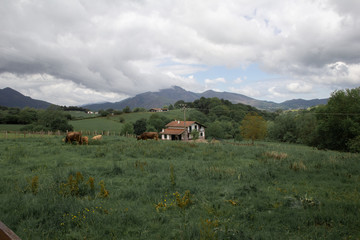 the farmhouse with cows