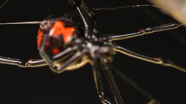 Black widow