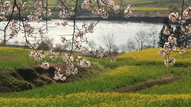 View of cherry blossom , rapeseed field and Chikuma River
