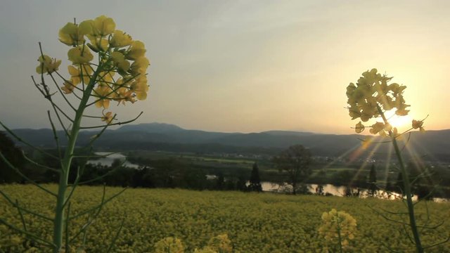 Oilseed rapeseed field by Chikuma river at sunset