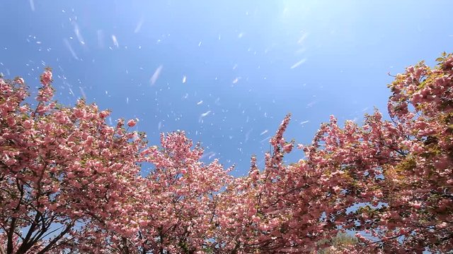 Yae sakura blossoming cherry trees
