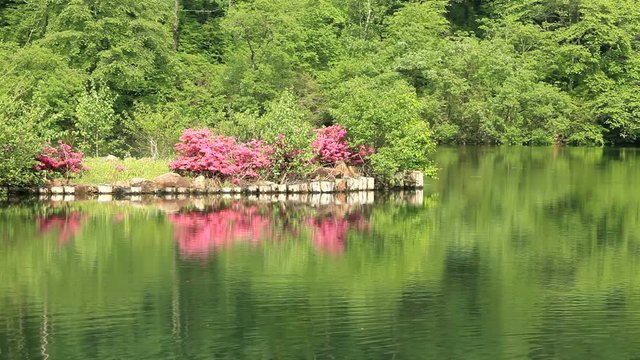 Blooming azalea reflecting in Chikuma River
