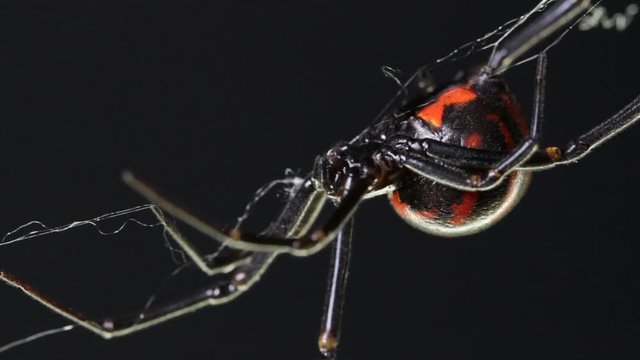 Black widow