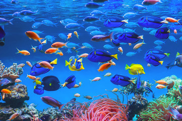 Colorful schools of tropical fish. Underwater coral reef background © marinayesina