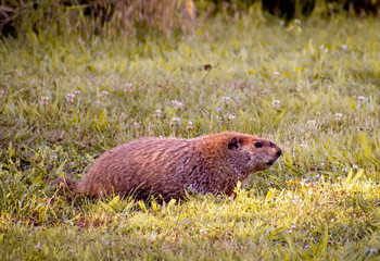 Beaver Break