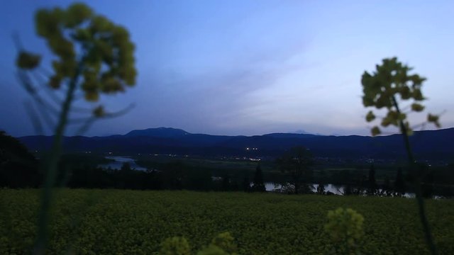 Oilseed rapeseed field by Chikuma river at night