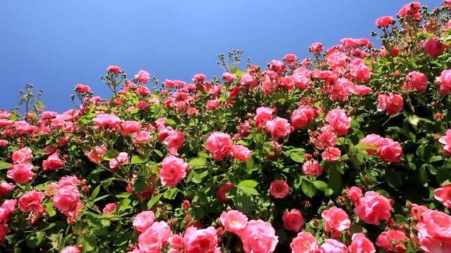 Panning shot of roses, Chikuma River Rose Park