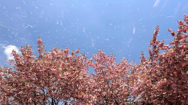 Yae sakura blossoming cherry trees