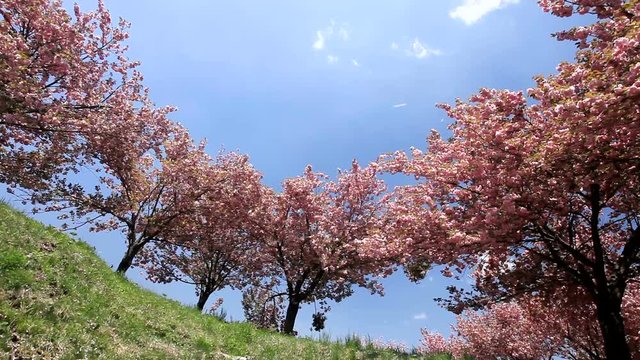 Group of Yae sakura blossoming cherry trees