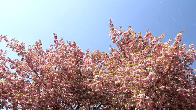 Yae sakura blossoming cherry trees