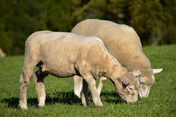 Obraz na płótnie Canvas Sheep on the field in Auckland, New zealand