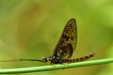 Closeup of a mayfly on a blade of grass in front of green background