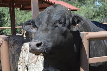 Toro