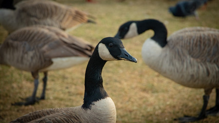 Obraz premium two canadian geese