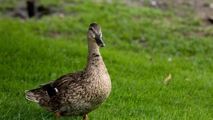 duck on grass
