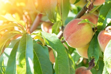 peaches in the tree maturing