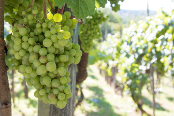 clusters of green grapes in the vineyard
