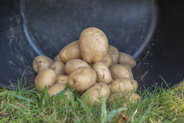 potatoes in the cauldron of harvest, agriculture