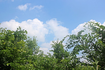 Fototapeta premium 나무가지 잎