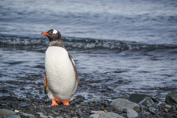 A Shore Penguin