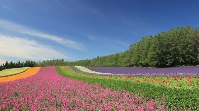Clouds flowing over flower fields