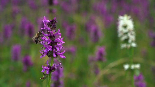 Bee on Wood Betony in field of flowers (Betonica officinalis) - (4K)