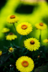 Gold Everlasting Strawflower