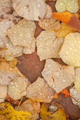 Leaves with raindrops