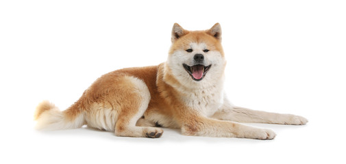 Cute Akita Inu dog isolated on white - obrazy, fototapety, plakaty