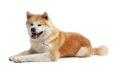 Cute Akita Inu dog isolated on white
