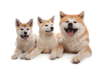 Adorable Akita Inu dog and puppies isolated on white