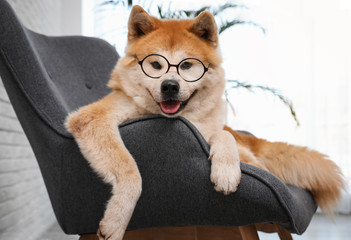 Fototapeta premium Cute Akita Inu dog with glasses on sofa in living room