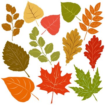 Autumn Leaves Fall Season Vector Elements isolated on white