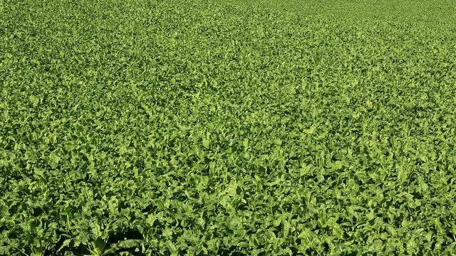 Beet field and trees in background