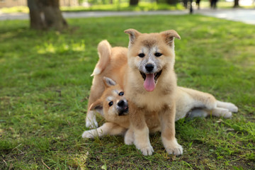 Naklejka na ściany i meble Funny adorable Akita Inu puppies in park
