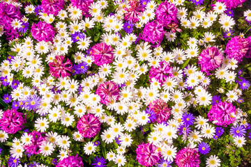Different flowers. Floral decorated wall background