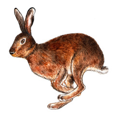 European hare. Watercolor illustration. Hare runs. Isolated pattern on white background. Illustration for printing on t-shirts, fabrics, magazines about animals.