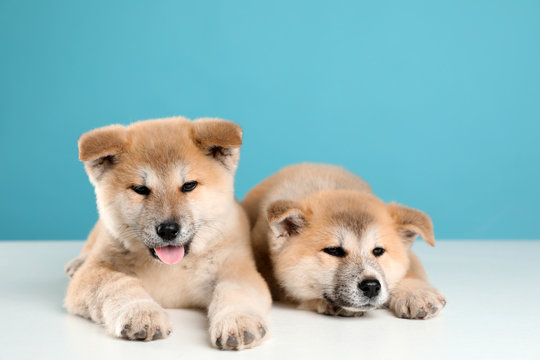 Akita-Inu Images – Browse 2,556 Stock Photos, Vectors, and Video | Adobe  Stock